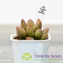 Adromischus marianae
