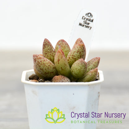 Adromischus marianae