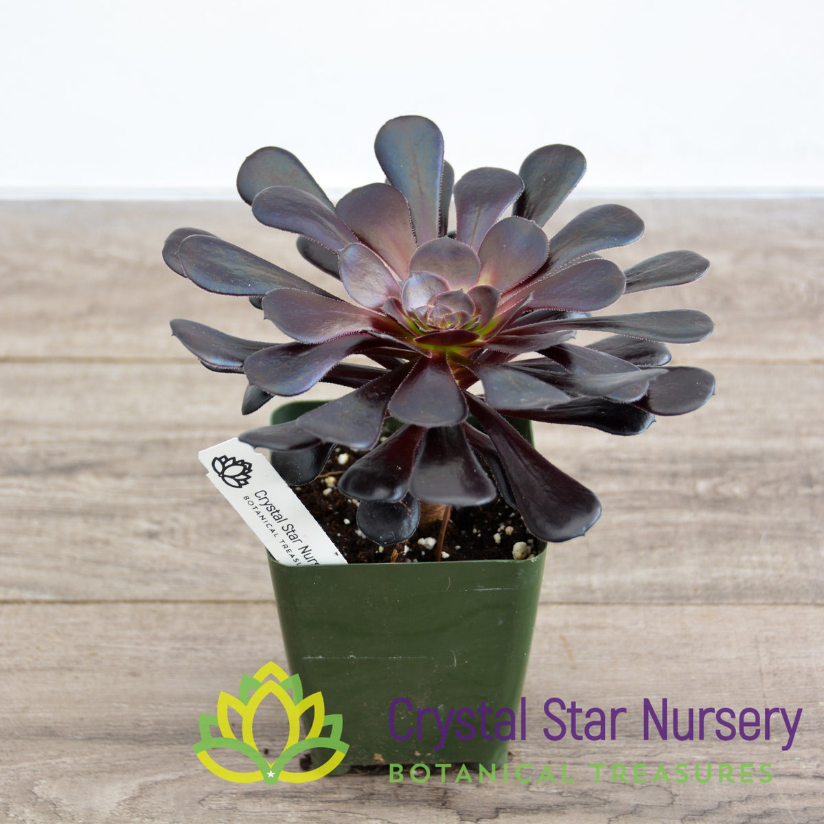 Aeonium Arboreum &#39;Zwartkop&#39; Black Rose