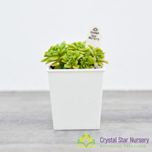 Aeonium Lindleyi var Viscatum Irish Bouquet