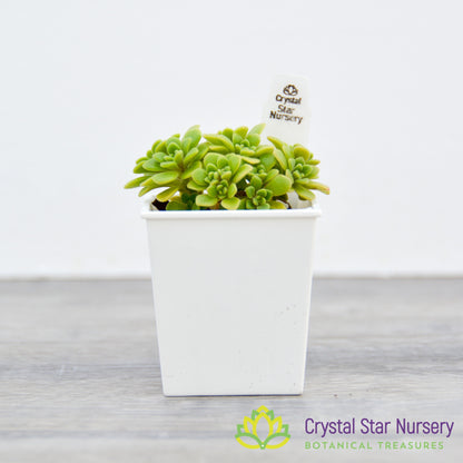 Aeonium Lindleyi var Viscatum Irish Bouquet