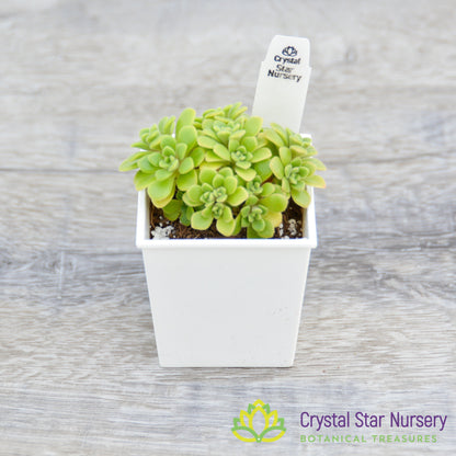 Aeonium Lindleyi var Viscatum Irish Bouquet