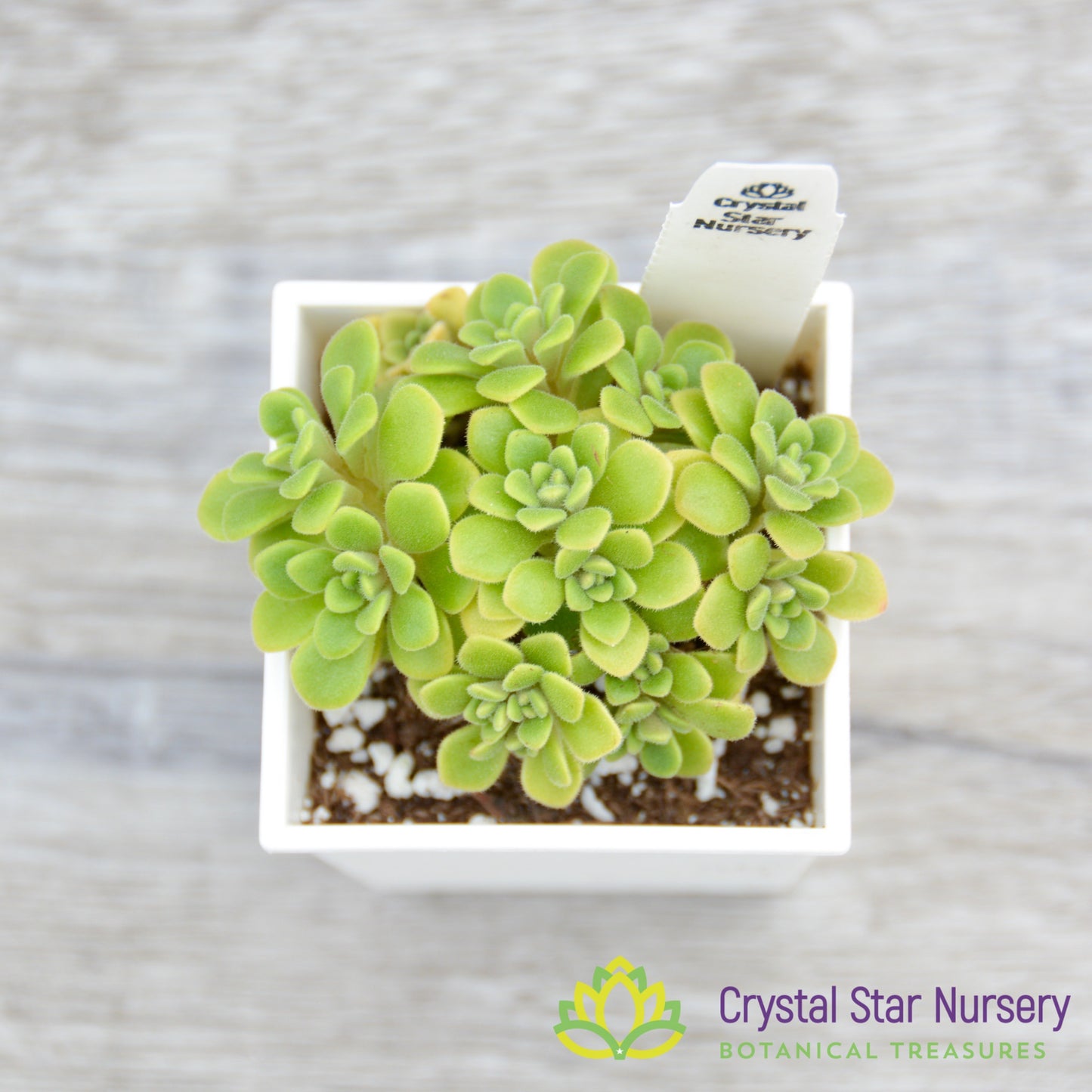 Aeonium Lindleyi var Viscatum Irish Bouquet