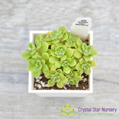 Aeonium Lindleyi var Viscatum Irish Bouquet