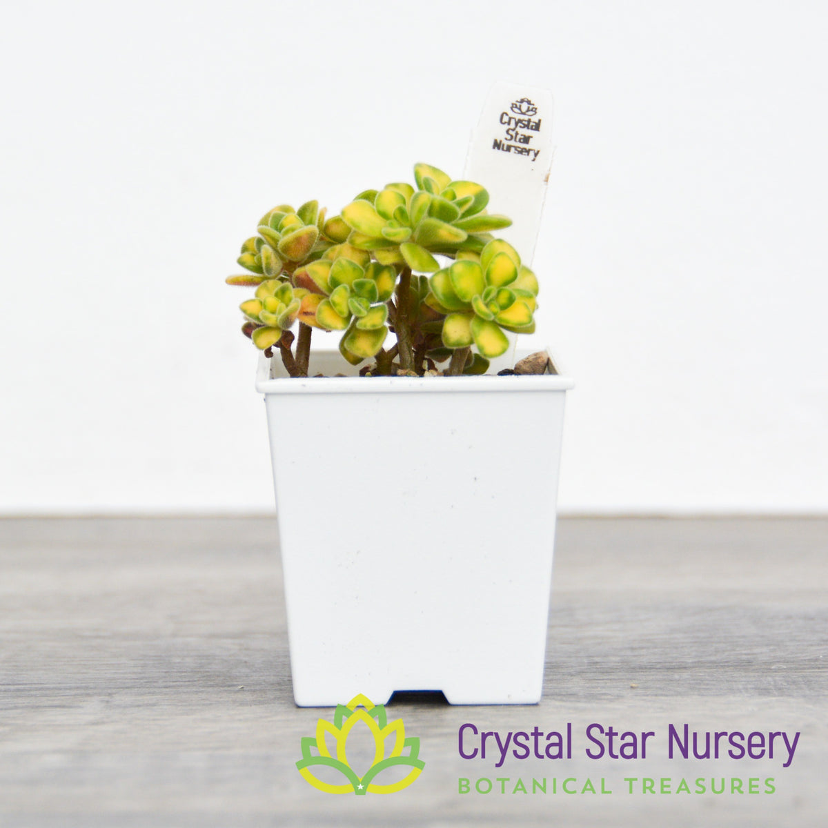 Aeonium Spathulatum Variegated