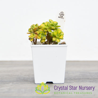 Aeonium Spathulatum Variegated