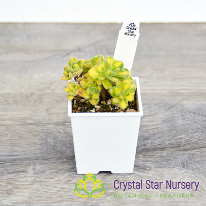 Aeonium Spathulatum Variegated
