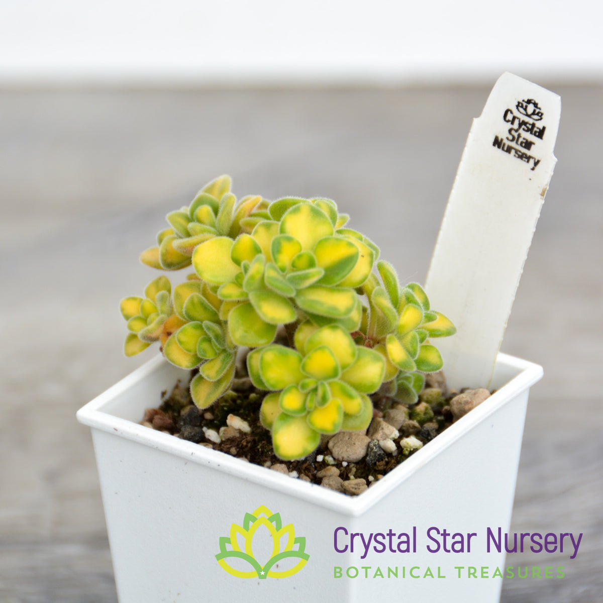 Aeonium Spathulatum Variegated