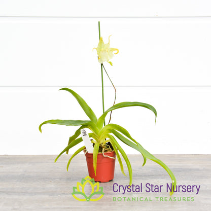 Aeranthes Grandiflora (NS12)