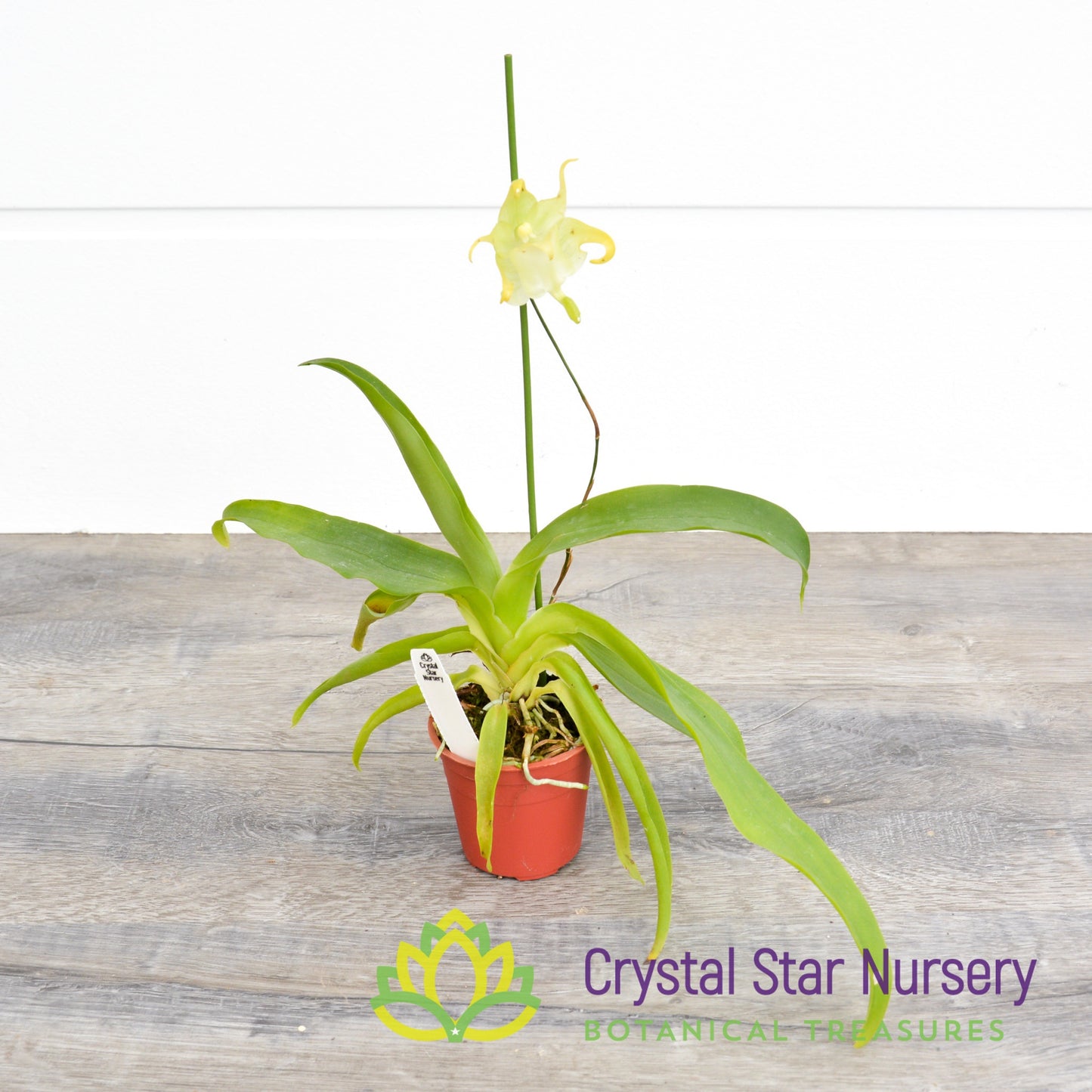 Aeranthes Grandiflora (NS12)