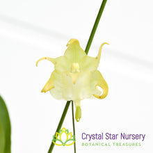 Aeranthes Grandiflora (NS12)