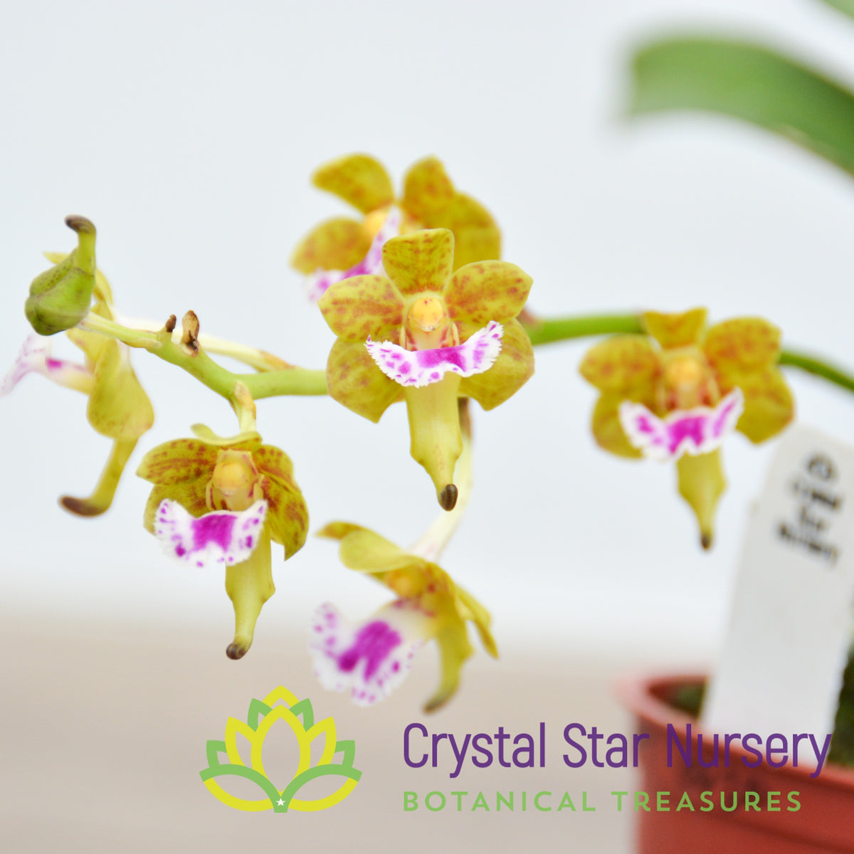 Aerides Flabellata