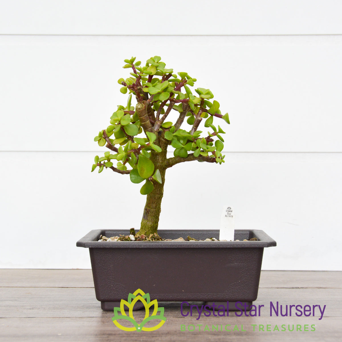Afra Portulacaria Bonsai