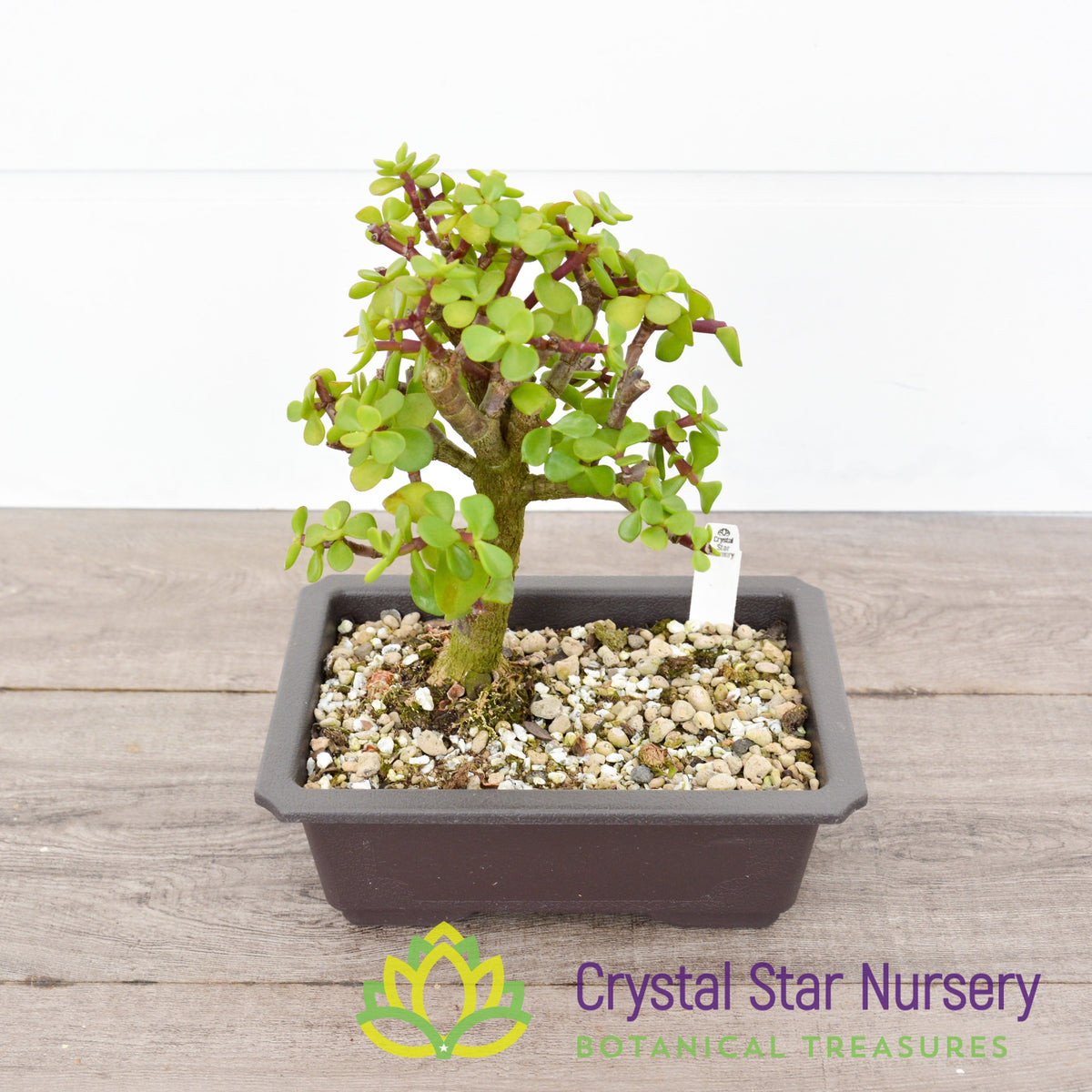 Afra Portulacaria Bonsai