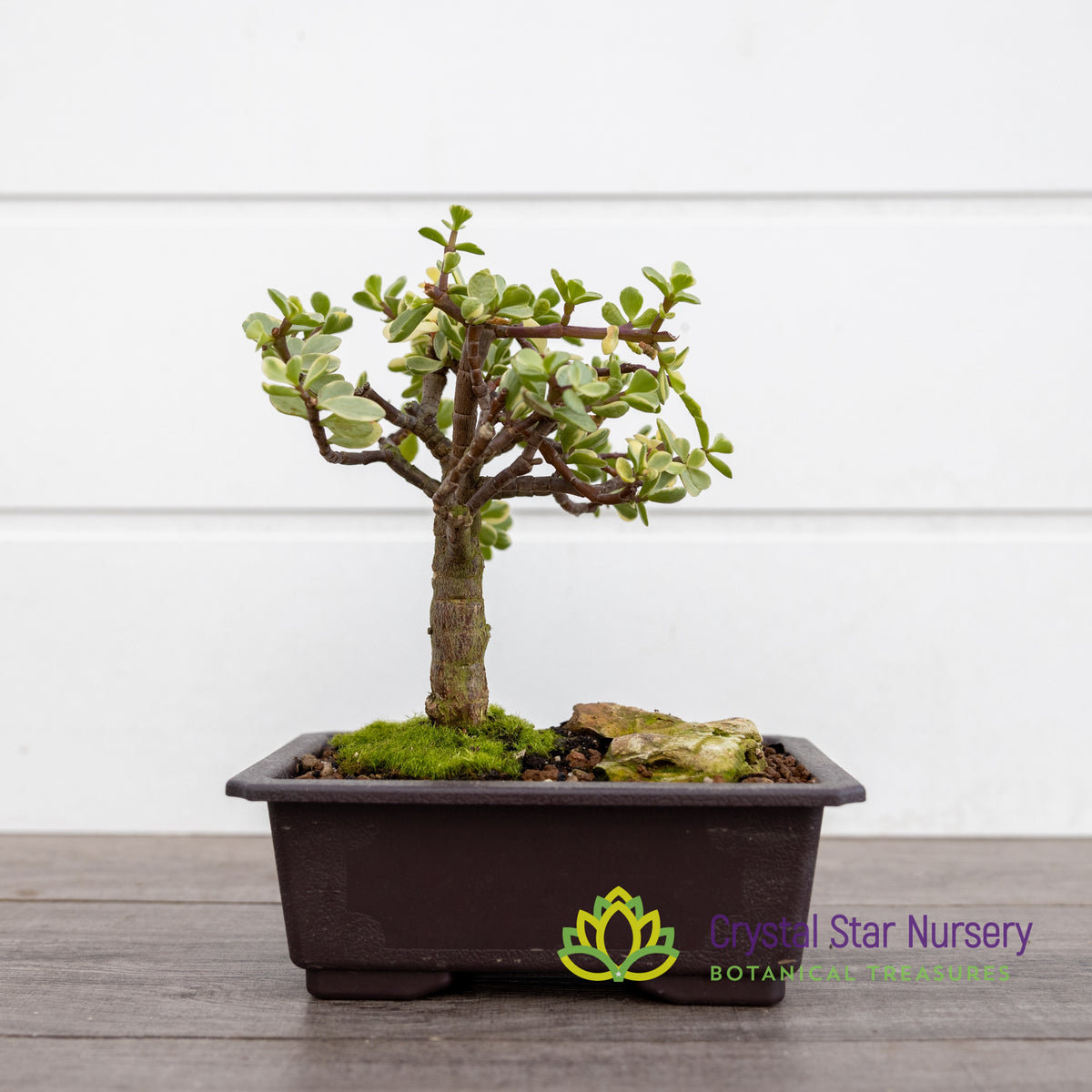 Afra Portulacaria Variegata Bonsai