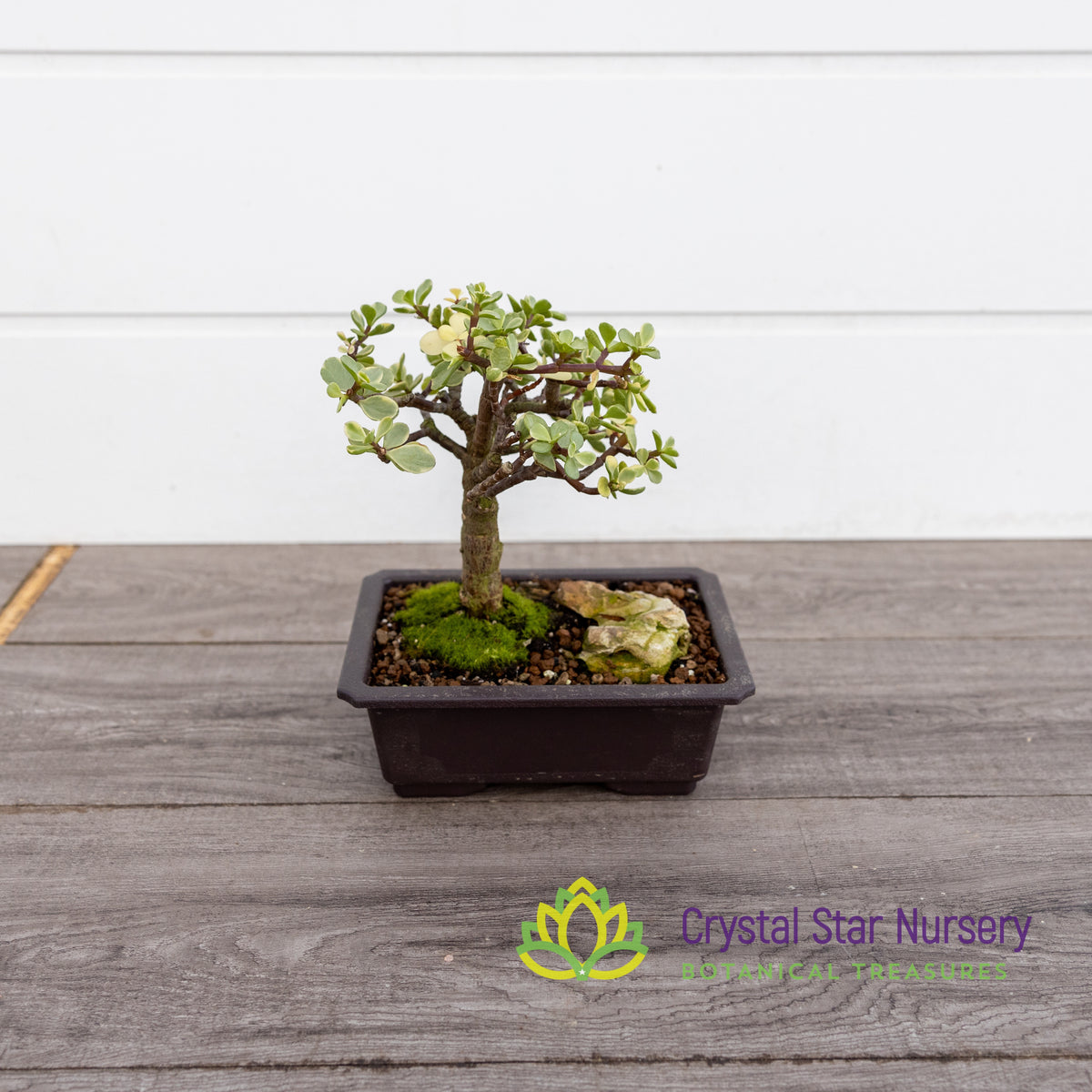 Afra Portulacaria Variegata Bonsai
