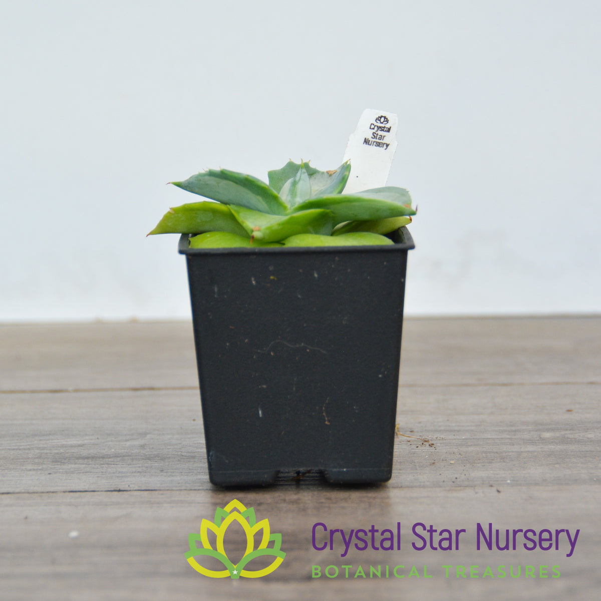 Agave Isthmensis variegated