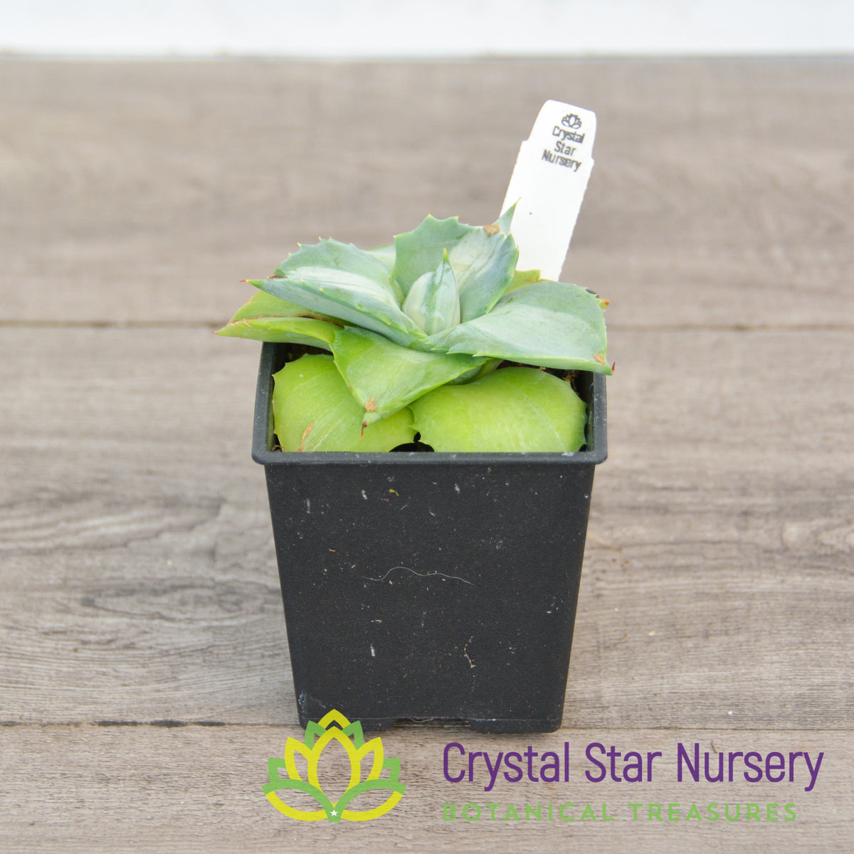Agave Isthmensis variegated