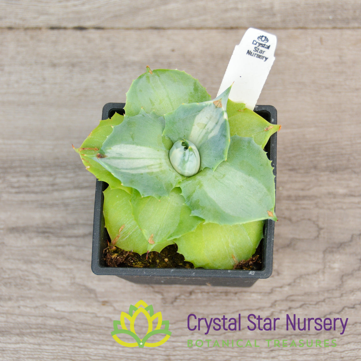 Agave Isthmensis variegated