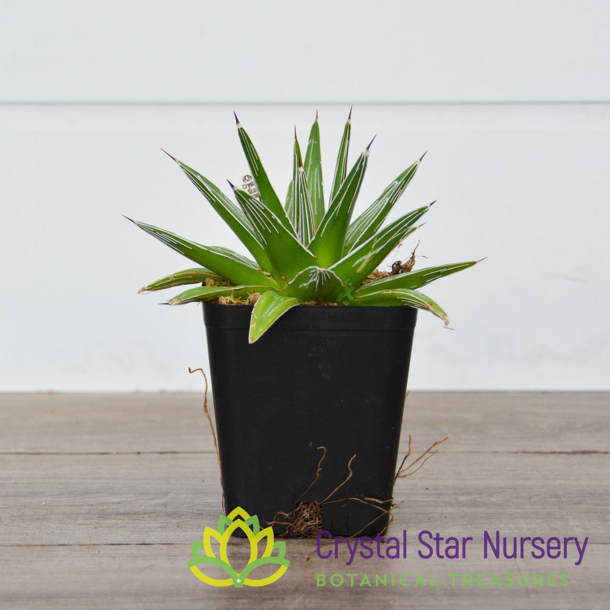 Agave Victoriae Reginae