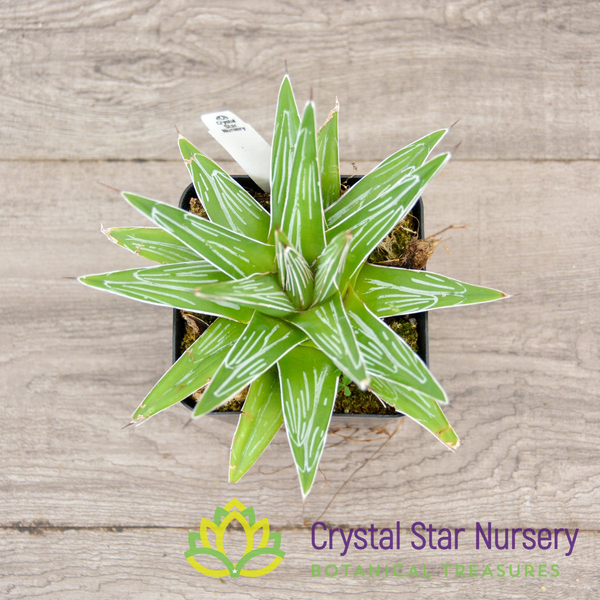 Agave Victoriae Reginae