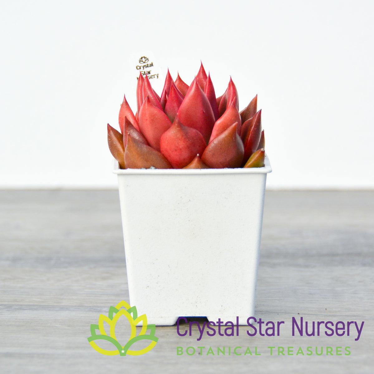 Agavoides Galaxy Mars