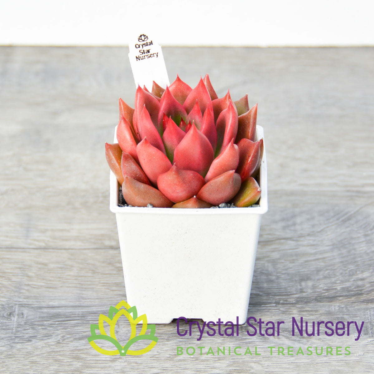 Agavoides Galaxy Mars