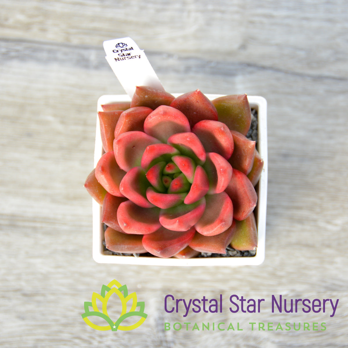 Agavoides Galaxy Mars
