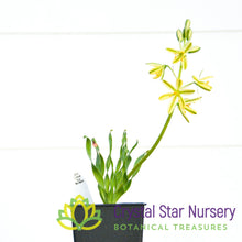 Albuca Concordiana