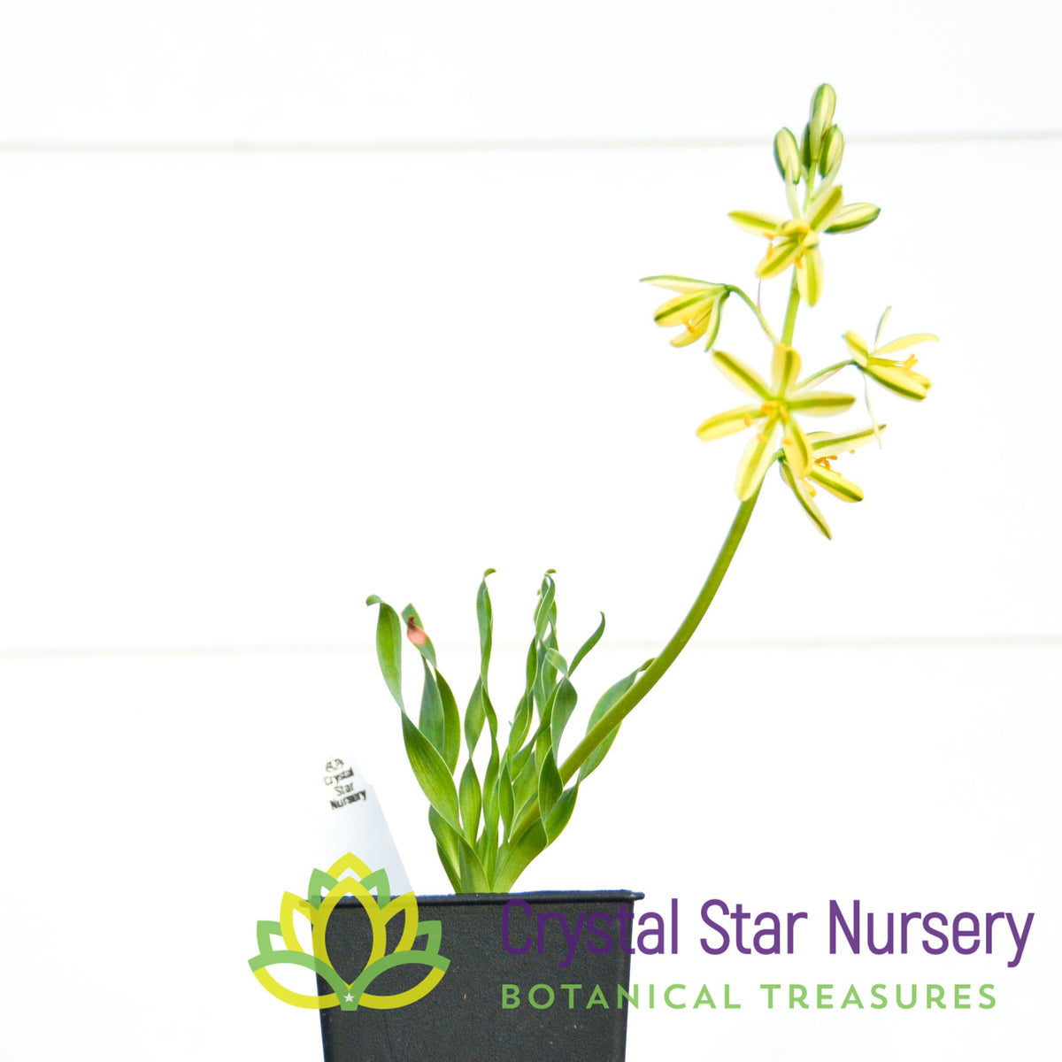 Albuca Concordiana