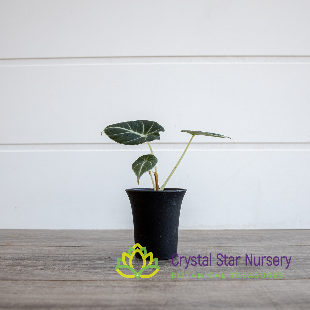Alocasia Reginula Black Velvet