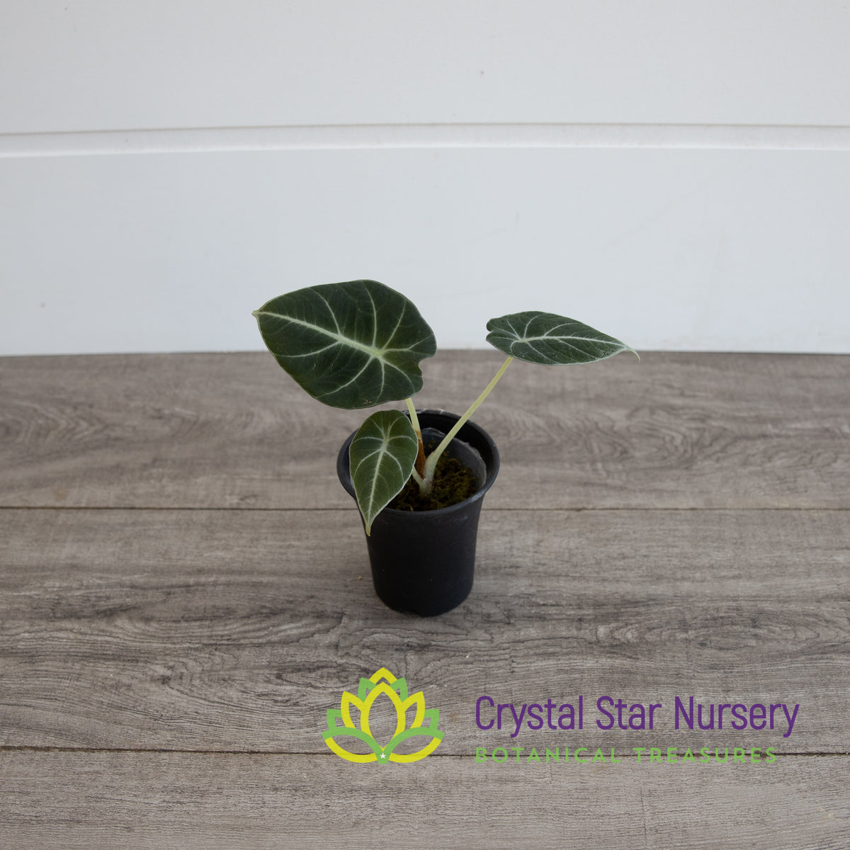 Alocasia Reginula Black Velvet