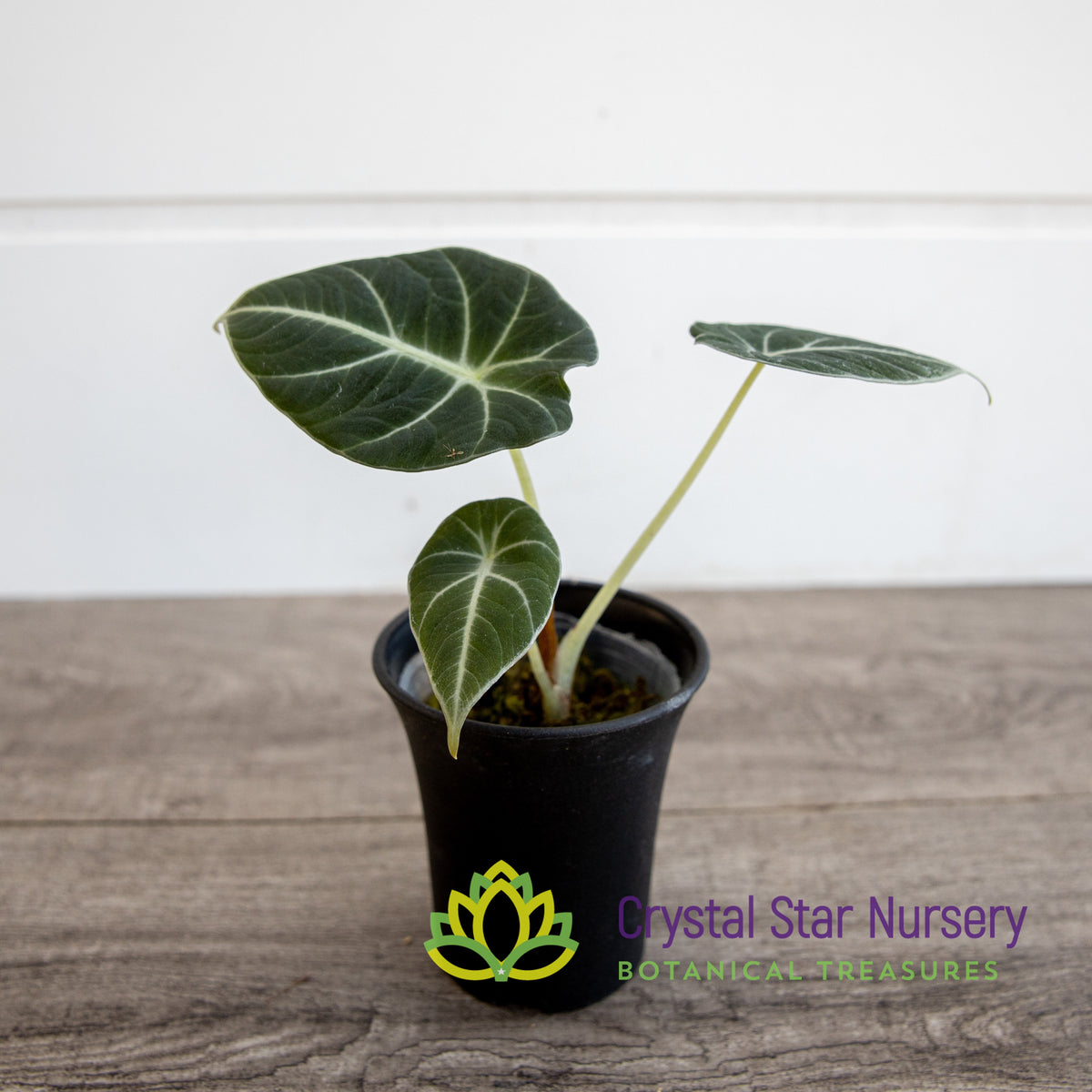 Alocasia Reginula Black Velvet