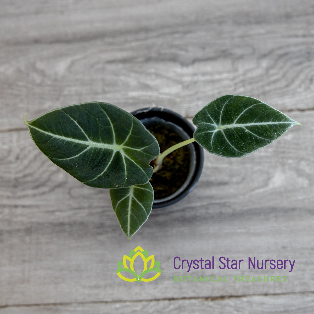 Alocasia Reginula Black Velvet