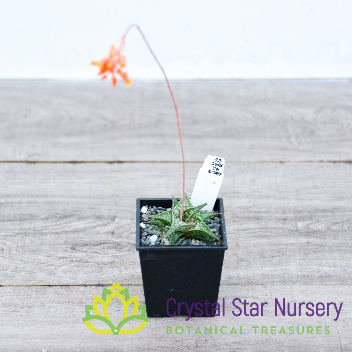 Aloe Descoingsii