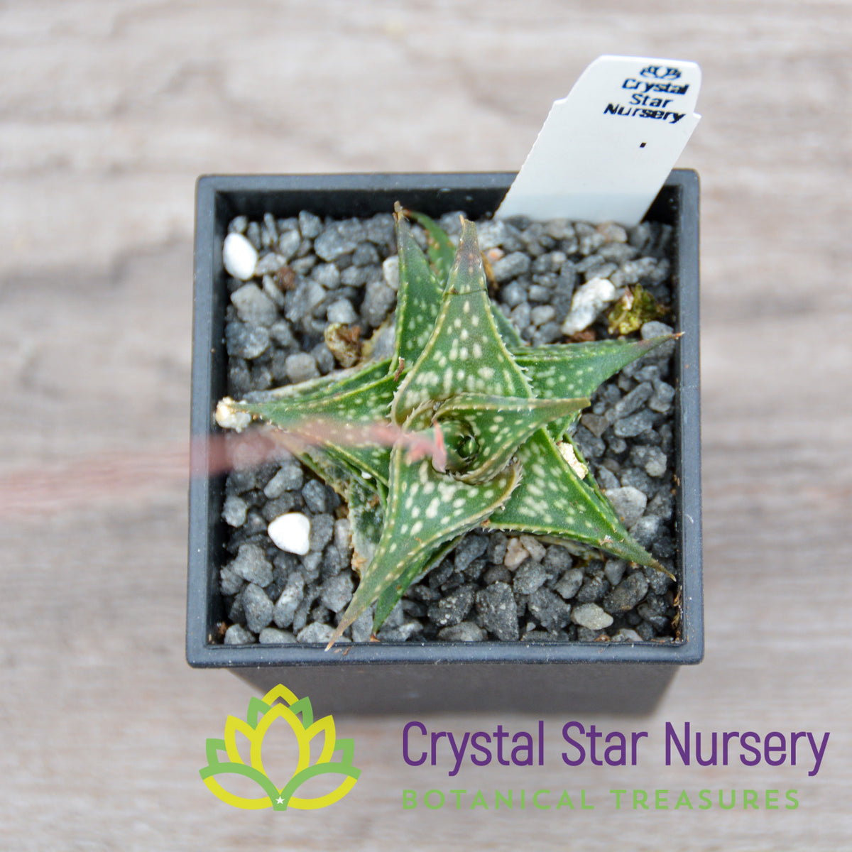 Aloe Descoingsii