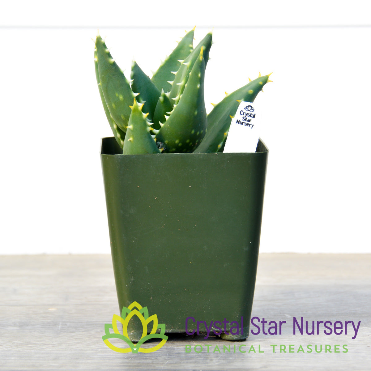 Aloe Distans 'Gold Teeth'