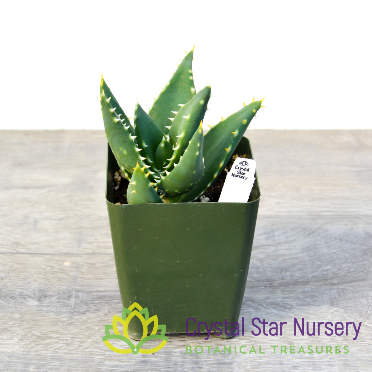 Aloe Distans &#39;Gold Teeth&#39;