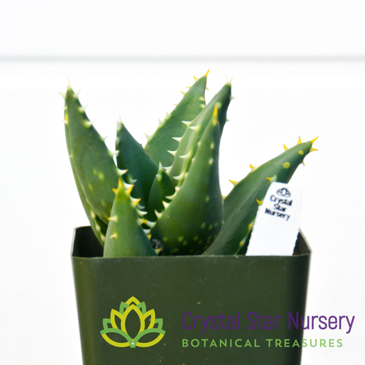 Aloe Distans &#39;Gold Teeth&#39;
