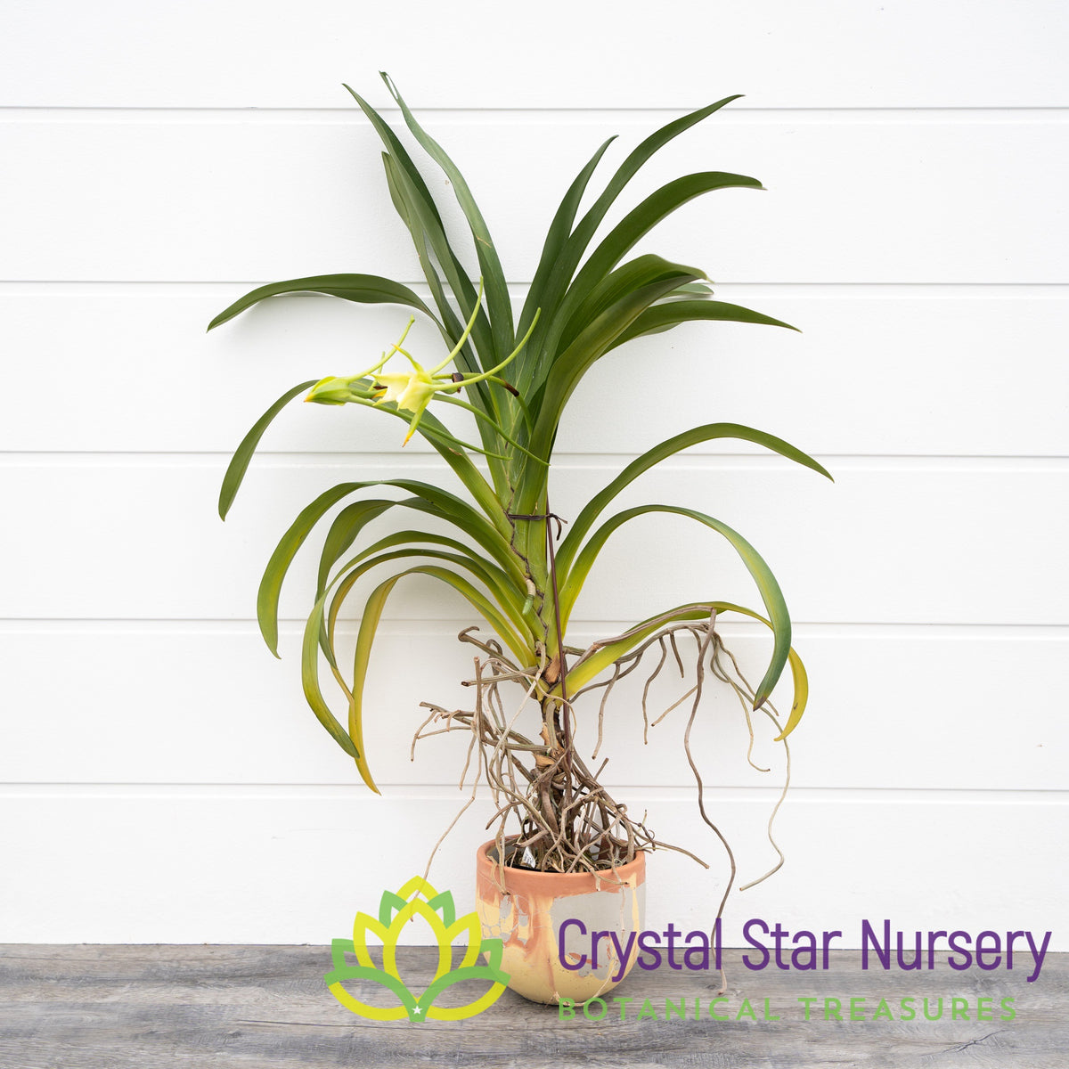 Angraecum Crestwood &#39;Tomorrow Star&#39; 3 lips