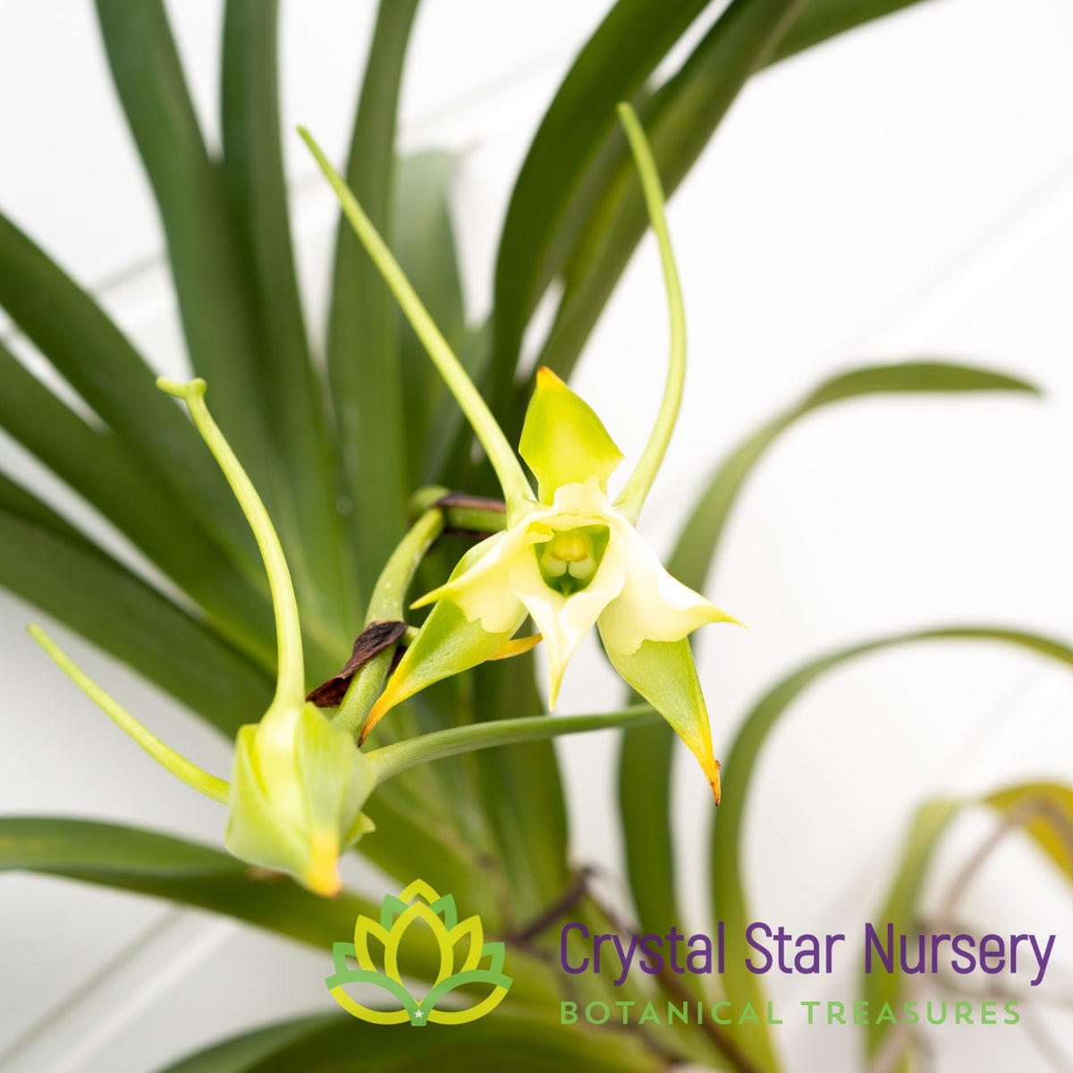 Angraecum Crestwood &#39;Tomorrow Star&#39; 3 lips