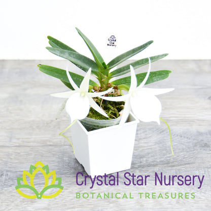 Angraecum Didieri x sib