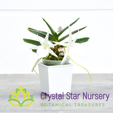 Angraecum Didieri x sib