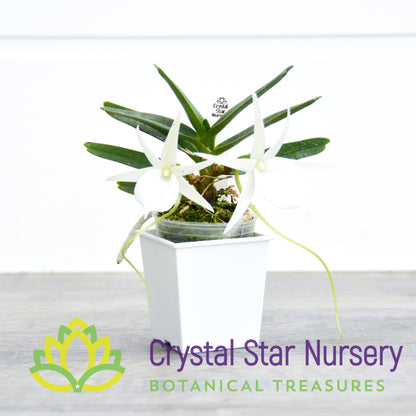 Angraecum Didieri x sib