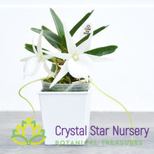 Angraecum Didieri x sib