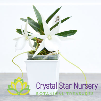 Angraecum Didieri x sib