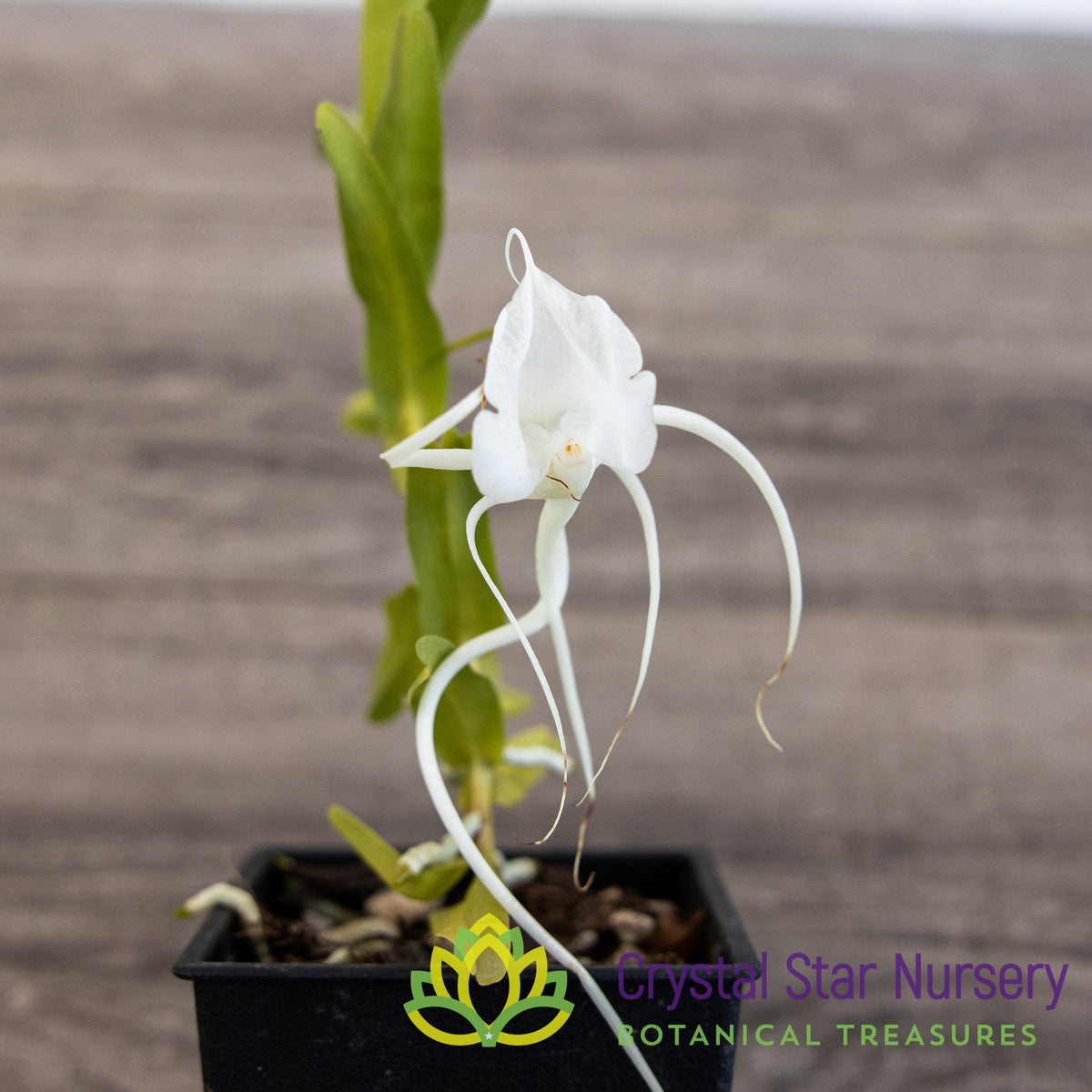 Angraecum Germinyanum