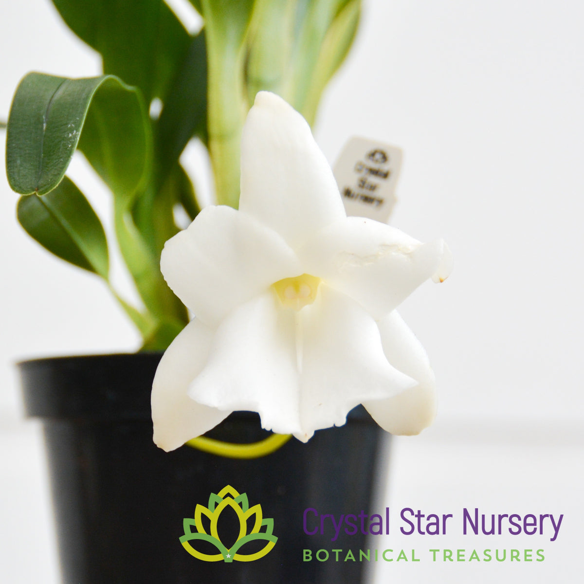 Angraecum Magdalenae