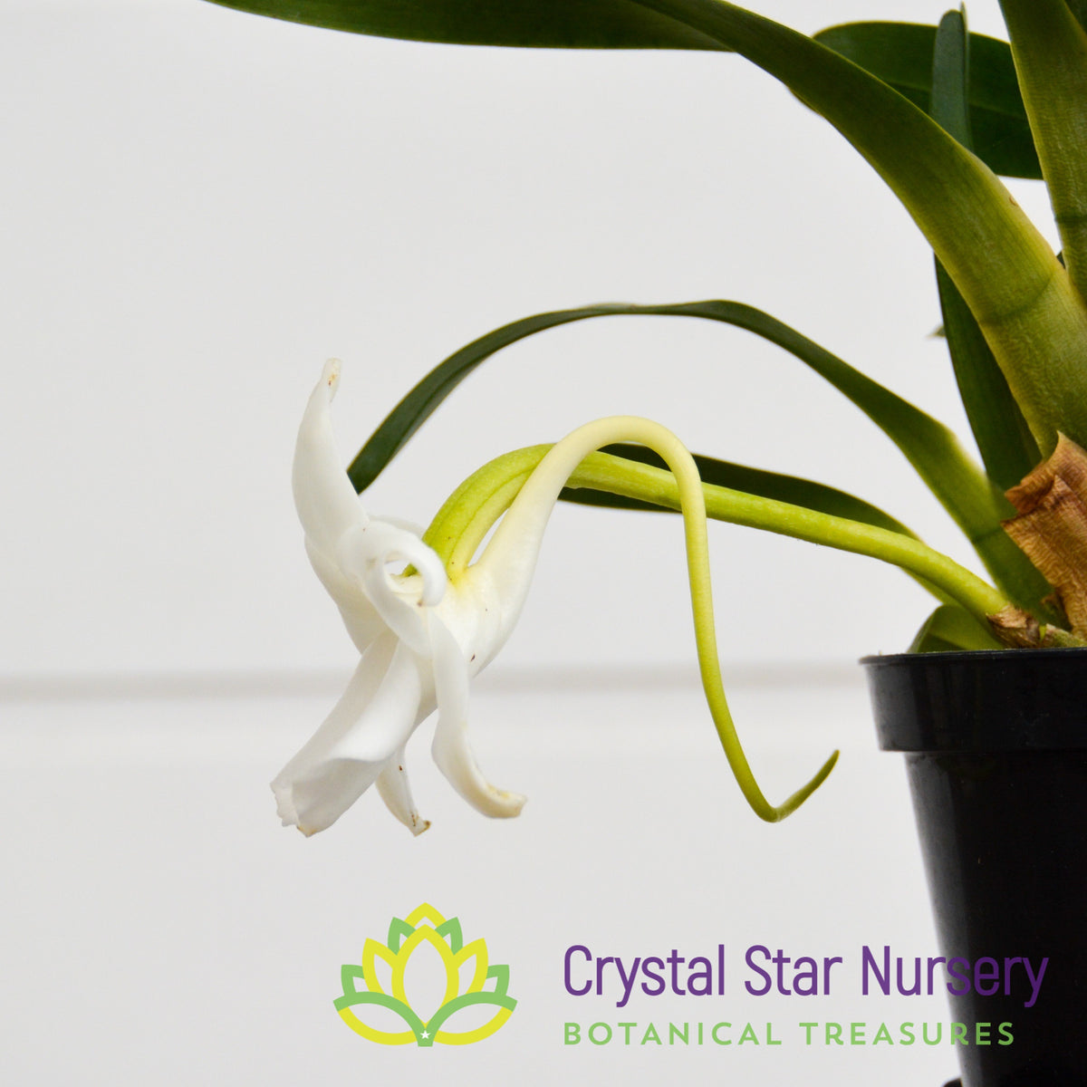 Angraecum Magdalenae