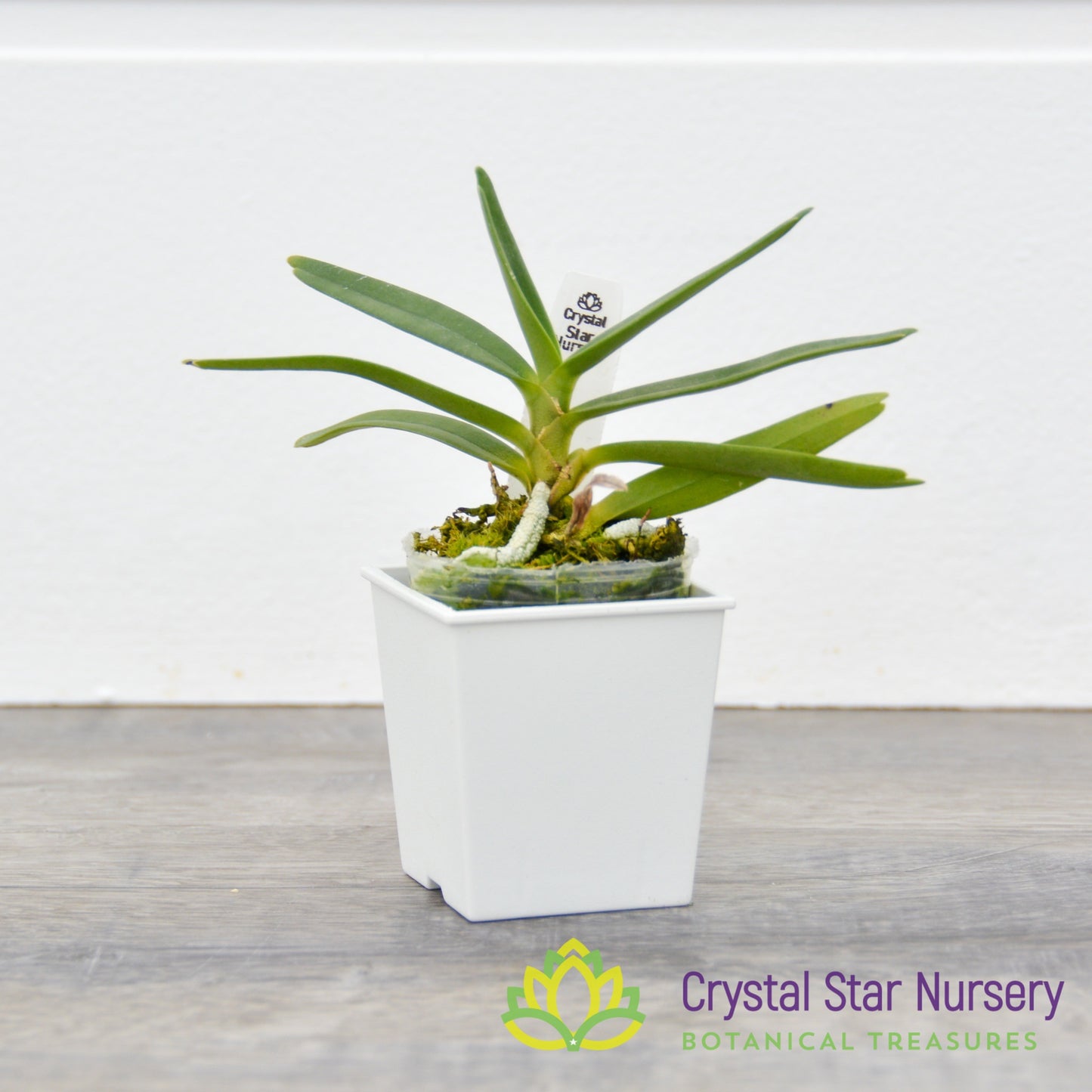 Angraecum Didieri x sib